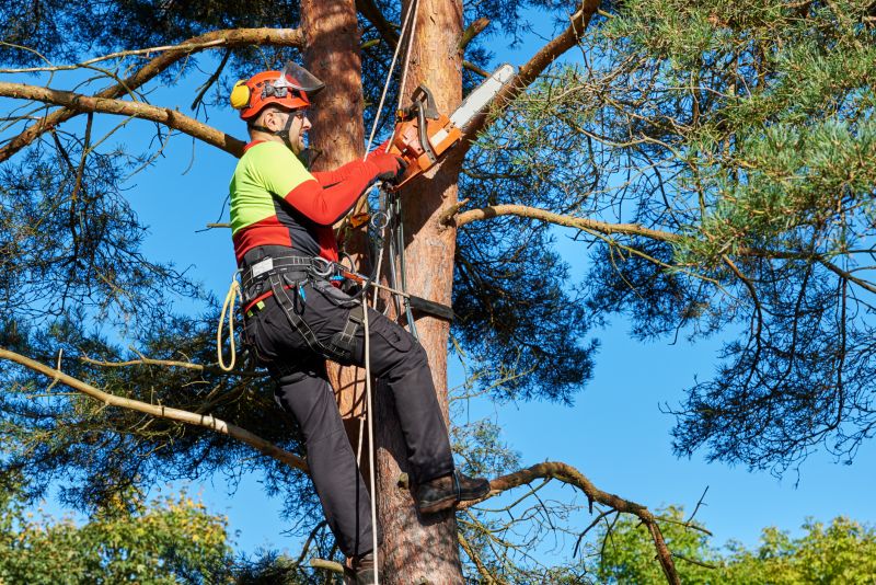 Residential Tree Service