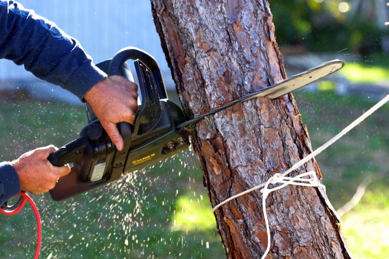 Dead Tree Removal in Aiken, SC