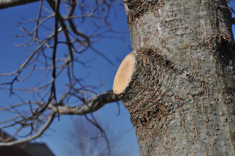 Limb Pruning in Pottstown, PA