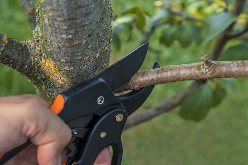 Limb Pruning in Reno, NV