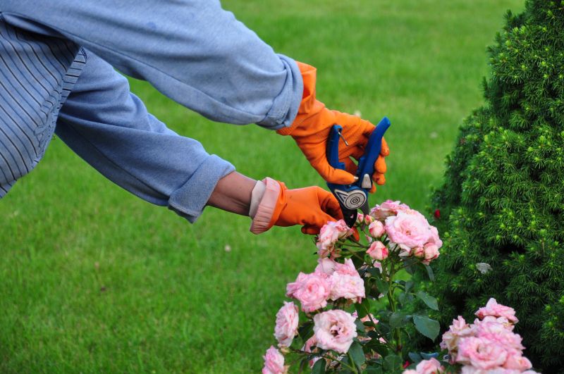 Rose Bush Pruning in Honolulu, HI