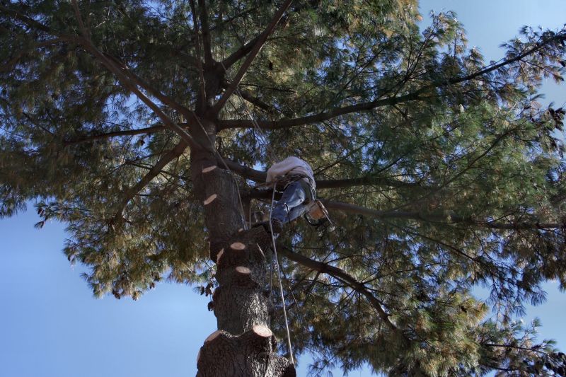 Tree Trimming Service in San Jose, CA