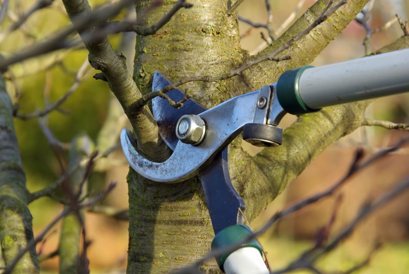 Tree Trimming Service in Allentown, PA