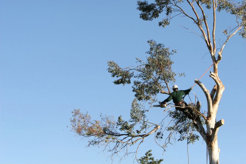 Tree Trimming Service