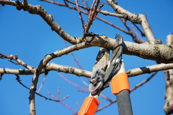 Residential Tree Service
